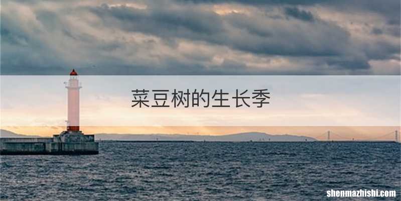 菜豆树的生长季