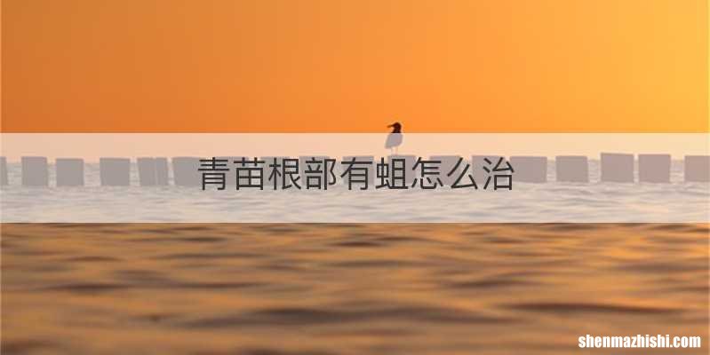 青苗根部有蛆怎么治
