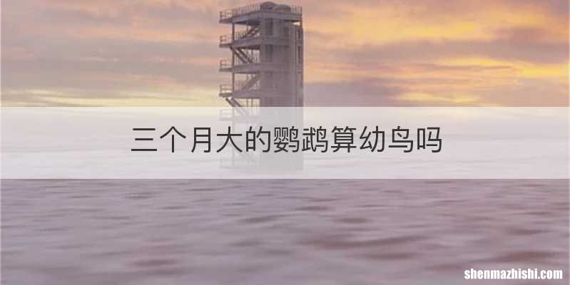 三个月大的鹦鹉算幼鸟吗