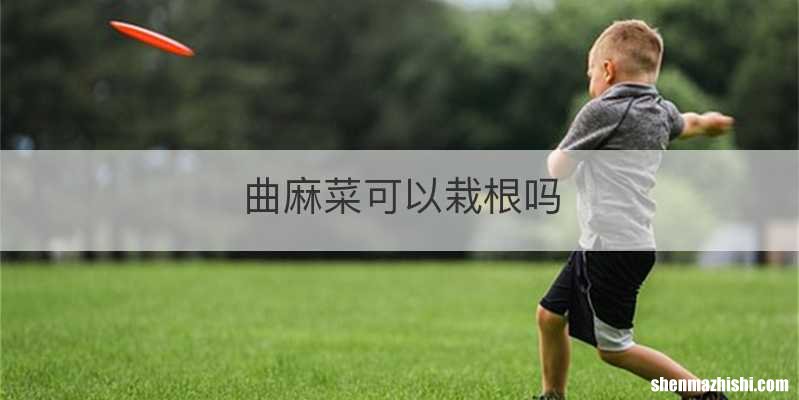 曲麻菜可以栽根吗