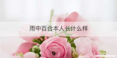 雨中百合本人长什么样