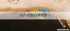如何给鹦鹉喂胡萝卜