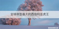 全球体型最大的西伯利亚虎王