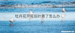 牡丹花开花后叶蔫了怎么办