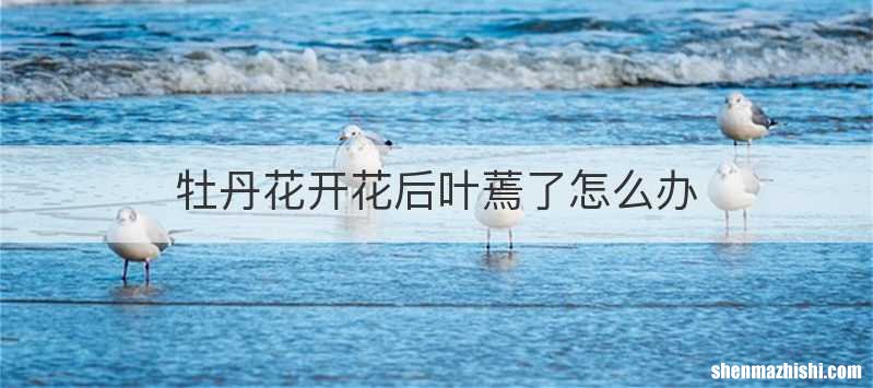 牡丹花开花后叶蔫了怎么办