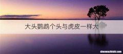 大头鹦鹉个头与虎皮一样大