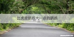 比虎皮鹦鹉大一点的鹦鹉