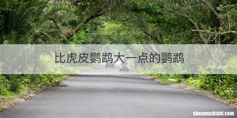 比虎皮鹦鹉大一点的鹦鹉