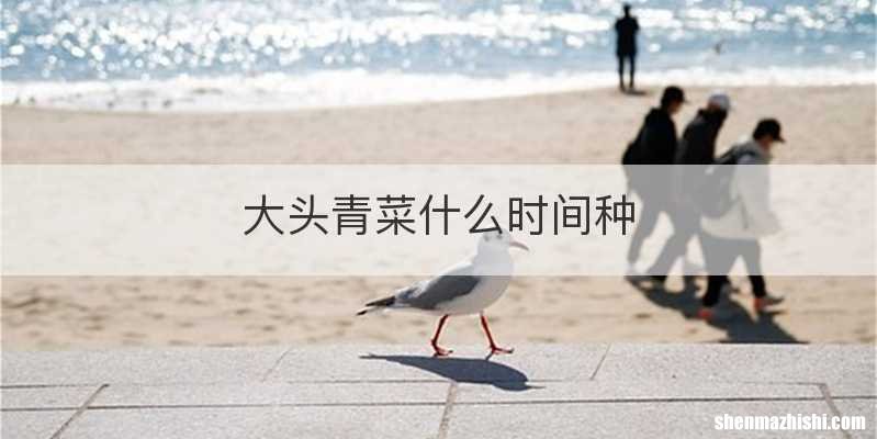 大头青菜什么时间种