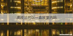 虎皮兰可以一直放室内吗