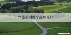 六堡茶树哪个品种最好