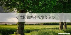 小太阳鹦鹉不吃食怎么办