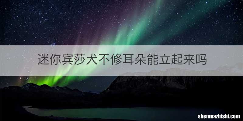 迷你宾莎犬不修耳朵能立起来吗