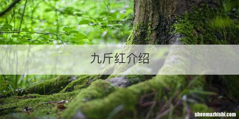 九斤红介绍
