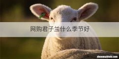 网购君子兰什么季节好