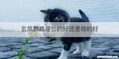 玄凤鹦鹉是公的好还是母的好