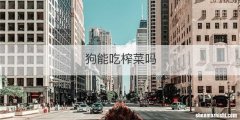 狗能吃榨菜吗