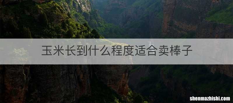 玉米长到什么程度适合卖棒子