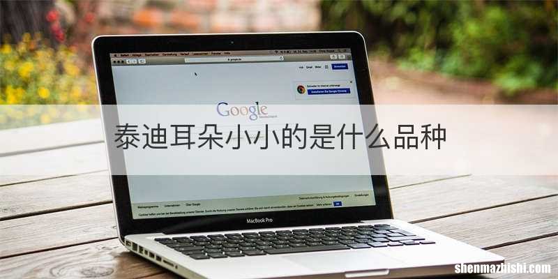 泰迪耳朵小小的是什么品种