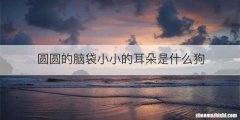 圆圆的脑袋小小的耳朵是什么狗
