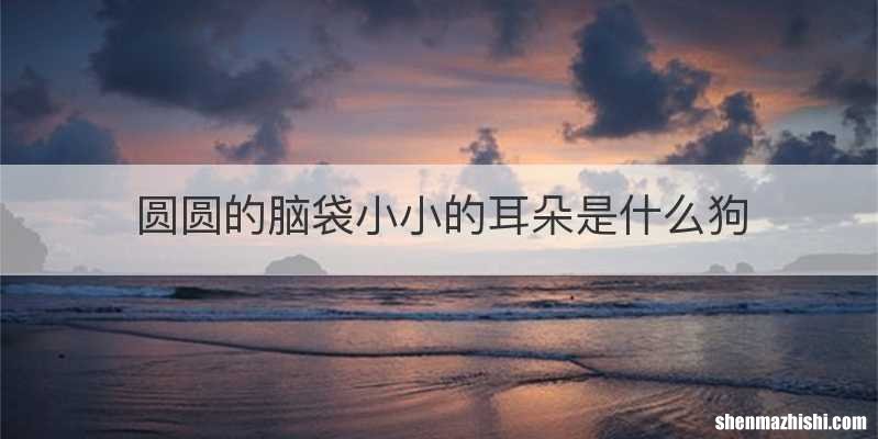圆圆的脑袋小小的耳朵是什么狗