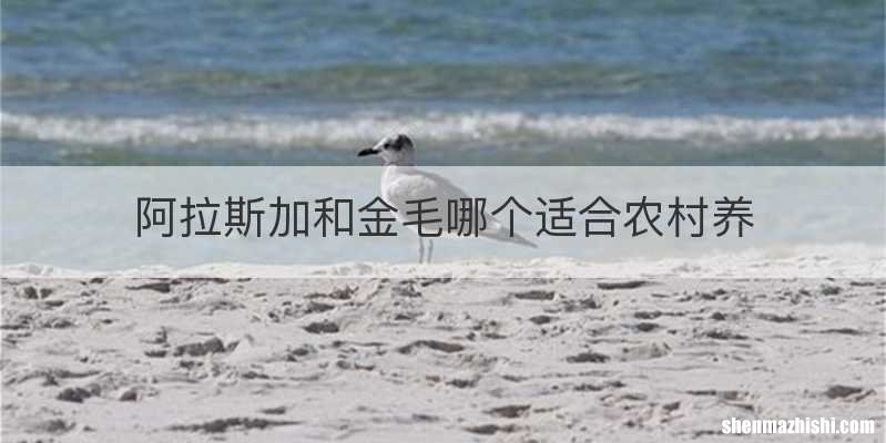 阿拉斯加和金毛哪个适合农村养