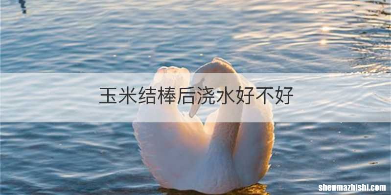玉米结棒后浇水好不好