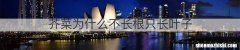 芥菜为什么不长根只长叶子