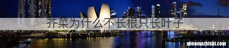 芥菜为什么不长根只长叶子