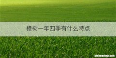 樟树一年四季有什么特点