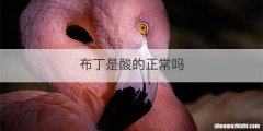 布丁是酸的正常吗