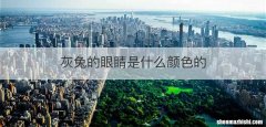 灰兔的眼睛是什么颜色的