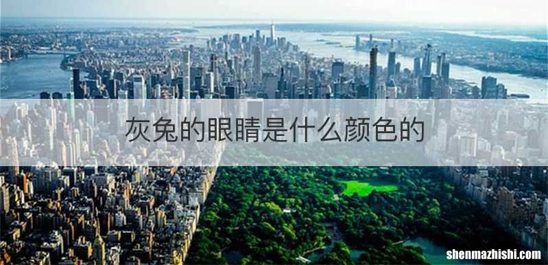 灰兔的眼睛是什么颜色的