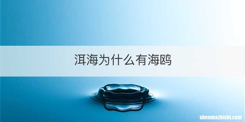 洱海为什么有海鸥
