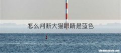 怎么判断大猫眼睛是蓝色