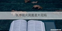 长寿花火凤凰是大花吗