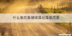 什么鱼吃鱼塘绿藻丝藻最厉害