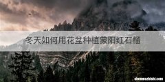 冬天如何用花盆种植蒙阳红石榴