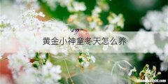 黄金小神童冬天怎么养
