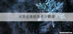 水泡金鱼能生多少颗蛋