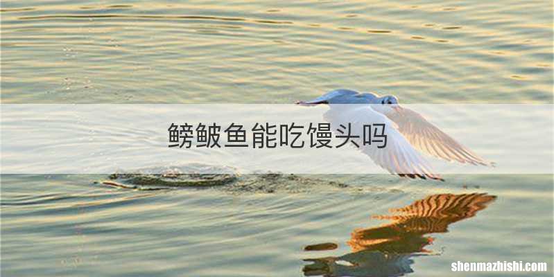鳑鲏鱼能吃馒头吗
