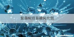 紫薇树容易被风吹倒