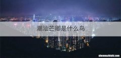 潮汕芒卿是什么鸟