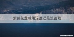 紫薇花盆栽用深盆还是浅盆栽