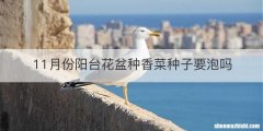 11月份阳台花盆种香菜种子要泡吗