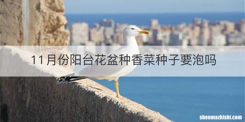 11月份阳台花盆种香菜种子要泡吗