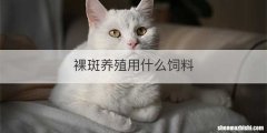 裸斑养殖用什么饲料