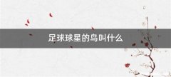 足球球星的鸟叫什么
