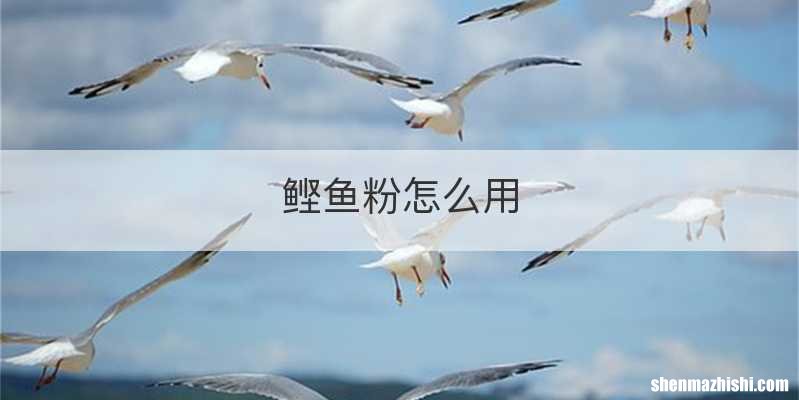鲣鱼粉怎么用