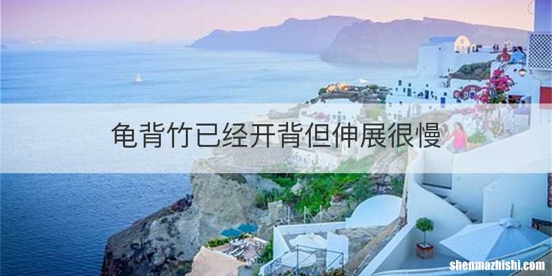 龟背竹已经开背但伸展很慢